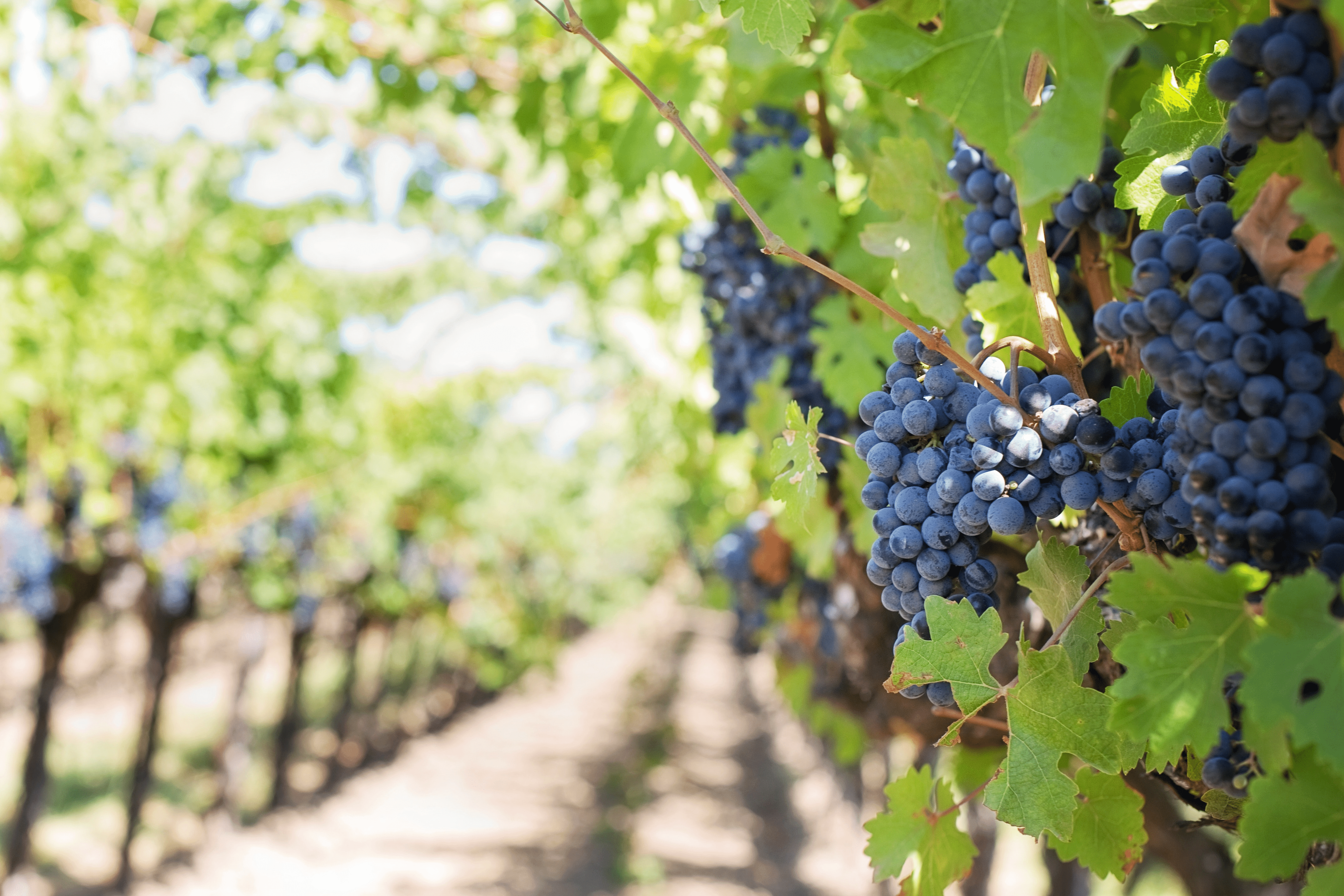 Wine farming
